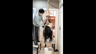 Best Asian BDSM Porn